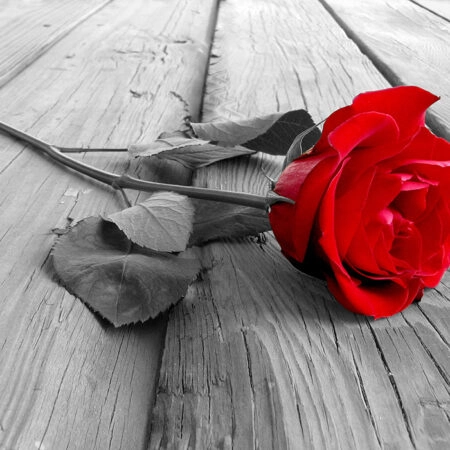 Πινακας σε καμβά Πίνακας RED ROSE - Τριανταφυλλα Sticky 7
