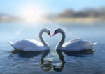 Πινακας σε καμβά ROMANTIC SWANS