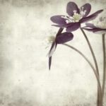 Πίνακας σε καμβά TEXTURED OLD PAPER BACKGROUND ANEMONE HEPATICA