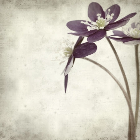 Πίνακας σε καμβά TEXTURED OLD PAPER BACKGROUND ANEMONE HEPATICA - Ανεμωνες Sticky 5