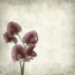 Πίνακας σε καμβά TEXTURED OLD PAPER BACKGROUND LATHYRUS TINGITANUS