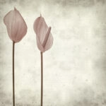 Πίνακας σε καμβά TEXTURED OLD PAPER BACKGROUND PINK ANTHURIUM