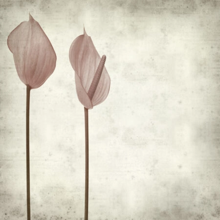 Πίνακας σε καμβά TEXTURED OLD PAPER BACKGROUND PINK ANTHURIUM - Floral - Λουλουδια Sticky 5