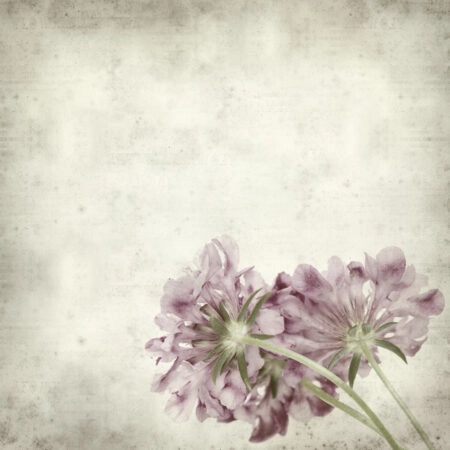 Πίνακας σε καμβά TEXTURED OLD PAPER BACKGROUND SCABIOSA FLOWER - Floral - Λουλουδια Sticky 4
