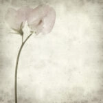 Πίνακας σε καμβά TEXTURED OLD PAPER BACKGROUND SWEET PEA