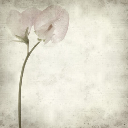 Πίνακας σε καμβά TEXTURED OLD PAPER BACKGROUND SWEET PEA - Floral - Λουλουδια Sticky 4