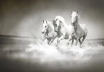 Πινακας σε καμβά WILD HORSES