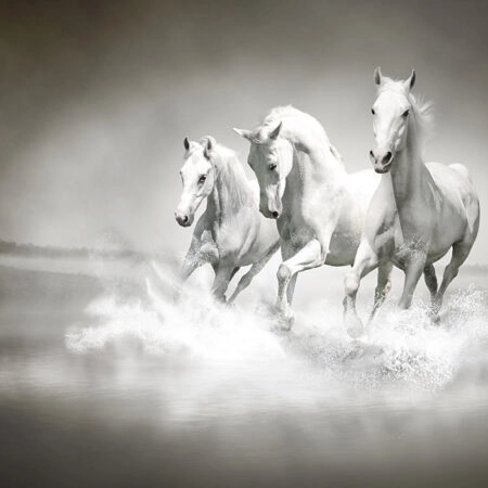 Πινακας σε καμβά WILD HORSES - Πινακες σε καμβα Sticky 10