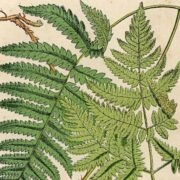 botanical-pinakes-category