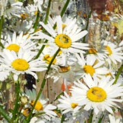 daisies