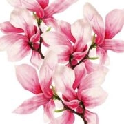 manolies-category