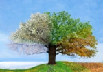 Πινακας σε καμβά 4 SEASONS TREE