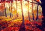 Πινακας σε καμβά BEAUTIFUL AUTUMN PARK 2