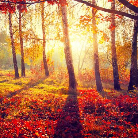 Πινακας σε καμβά BEAUTIFUL AUTUMN PARK 2 - Δασος Sticky 5