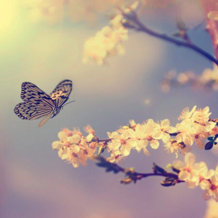 Πινακας σε καμβά BUTTERFLY TREE - Πεταλουδες Sticky 8