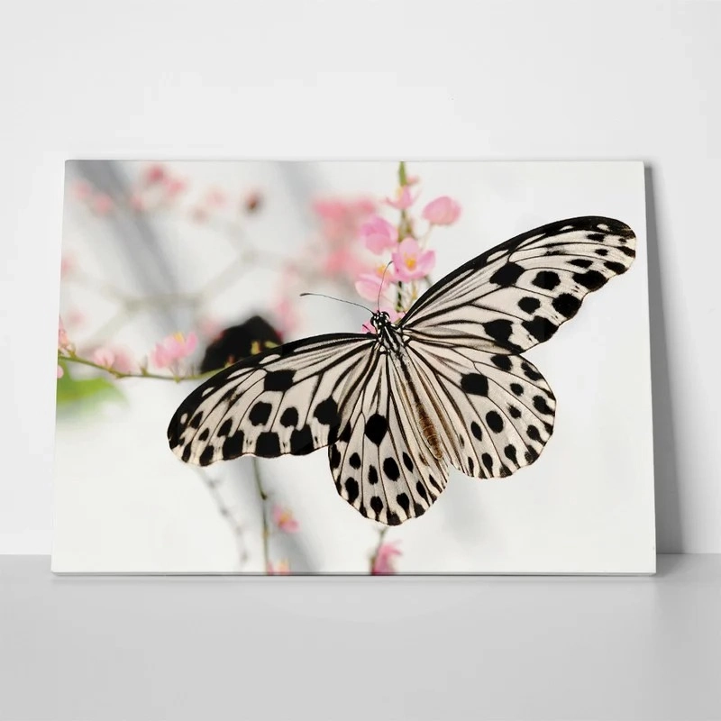Πινακας σε καμβά BUTTERFLY