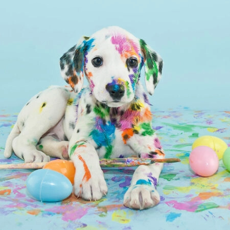 Πινακας σε καμβά FUNNY LITTLE DALMATIAN PUPPY - Παιδικοι και set Sticky 4