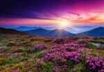 Πινακας σε καμβά MOUNTAIN FLOWERS