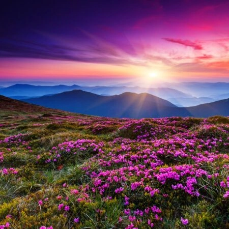 Πινακας σε καμβά MOUNTAIN FLOWERS - Βουνα Sticky 4