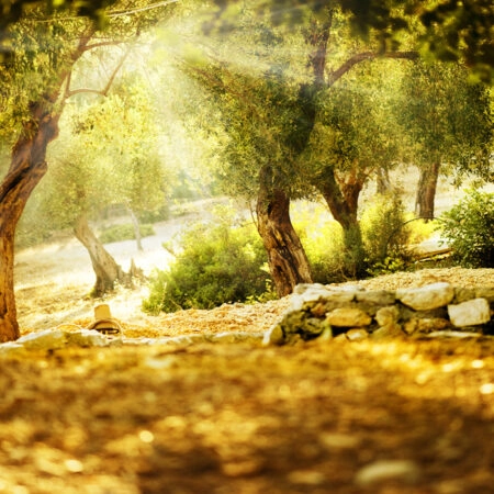 Πινακας σε καμβά OLIVE TREES 2 - Υπαιθρος Sticky 5
