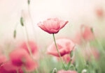 Πινακας σε καμβά POPPY