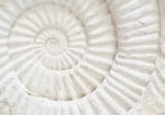 Πινακας σε καμβά PREHISTORIC FOSSIL MACRO