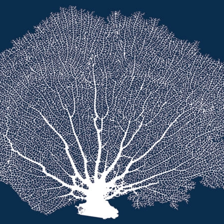 Πινακας σε καμβά SEA FAN - Κοχυλια Sticky 7