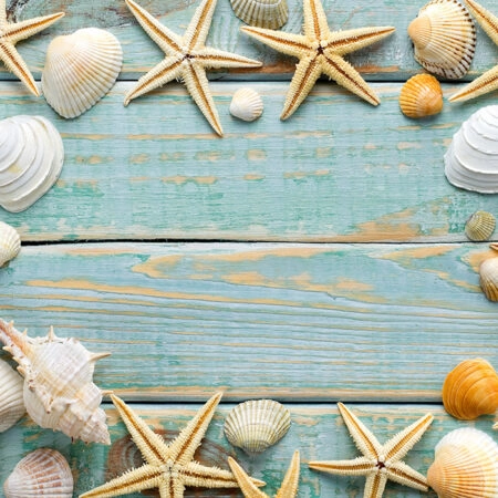 Πινακας σε καμβά SEA SHELLS FRAME - Κοχυλια Sticky 9
