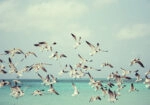 Πινακας σε καμβά SEAGULLS OVER SEA