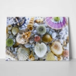 Πινακας σε καμβά SEASHELL COLLECTION