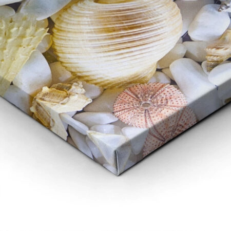 Πινακας σε καμβά SEASHELL COLLECTION - Κοχυλια Sticky 1