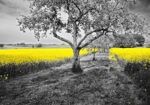 Πινακας σε καμβά YELLOW OILSEED