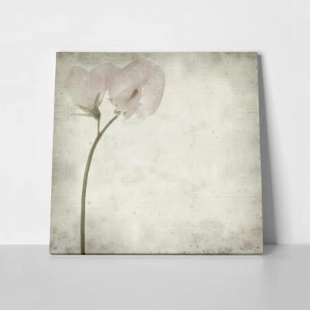 Πίνακας σε καμβά TEXTURED OLD PAPER BACKGROUND SWEET PEA - Floral - Λουλουδια