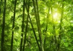 Πινακας σε καμβά BAMBOO 1