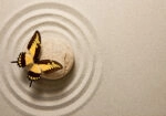 Πινακας σε καμβά BUTTERFLY ZEN