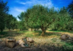 Πινακας σε καμβά HARVESTED OLIVES IN SACKS