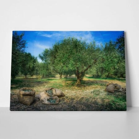 Πινακας σε καμβά HARVESTED OLIVES IN SACKS - Υπαιθρος