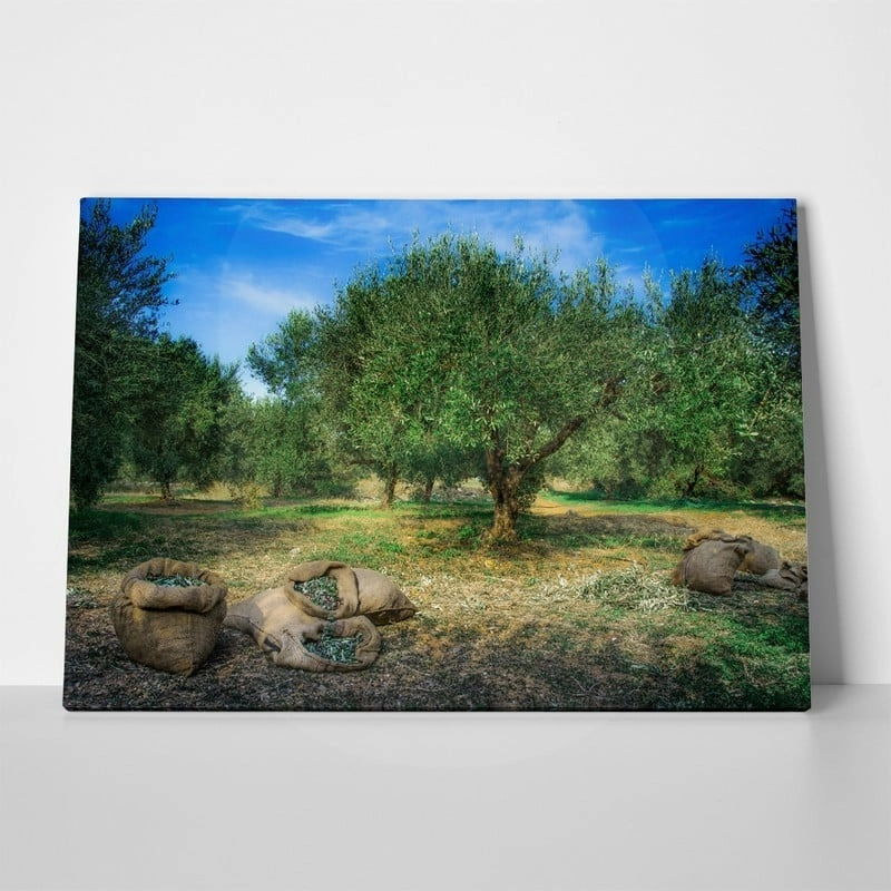 Πινακας σε καμβά HARVESTED OLIVES IN SACKS