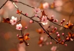 Πινακας σε καμβά JAPANESE CHERRY
