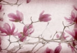 Πινακας σε καμβά MAGNOLIA FLOWERS ON OLD PAPER BACKGROUND