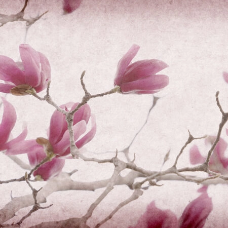 Πινακας σε καμβά MAGNOLIA FLOWERS ON OLD PAPER BACKGROUND - Μανολιες Sticky 4
