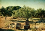 Πινακας σε καμβά VINTAGE OLIVE TREES