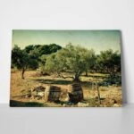 Πινακας σε καμβά VINTAGE OLIVE TREES