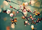 Πινακας σε καμβά SAKURA