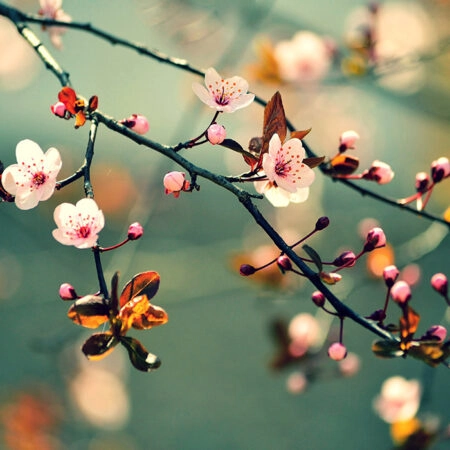 Πινακας σε καμβά SAKURA - Ανθη Δεντρων Sticky 7