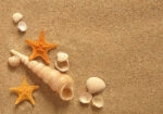Πινακας σε καμβά SAND SHELLS