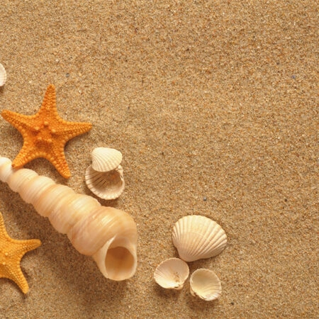 Πινακας σε καμβά SAND SHELLS - Κοχυλια Sticky 4