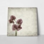 Πίνακας σε καμβά TEXTURED OLD PAPER BACKGROUND LATHYRUS TINGITANUS