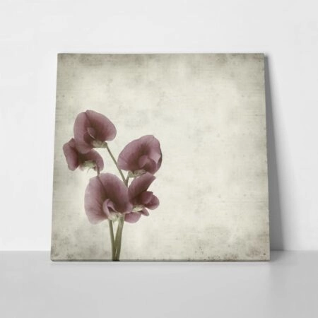 Πίνακας σε καμβά TEXTURED OLD PAPER BACKGROUND LATHYRUS TINGITANUS - Floral - Λουλουδια Sticky 1
