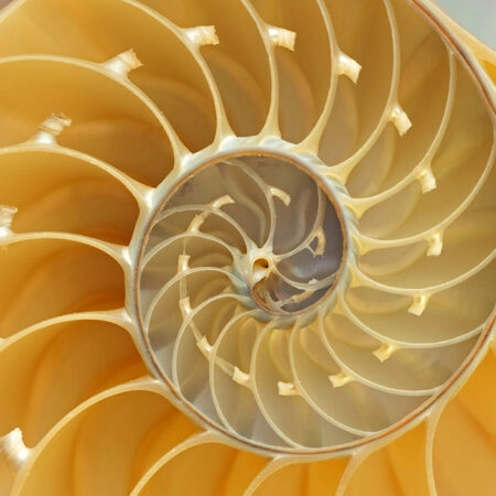 Πινακας σε καμβά YELLOW SHELL - Κοχυλια Sticky 7